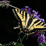 35055129003_edf18ca5f9_q